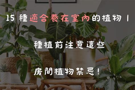 房間可以種植物嗎|15 種適合養在室內的植物｜種植前注意這些房間植物 